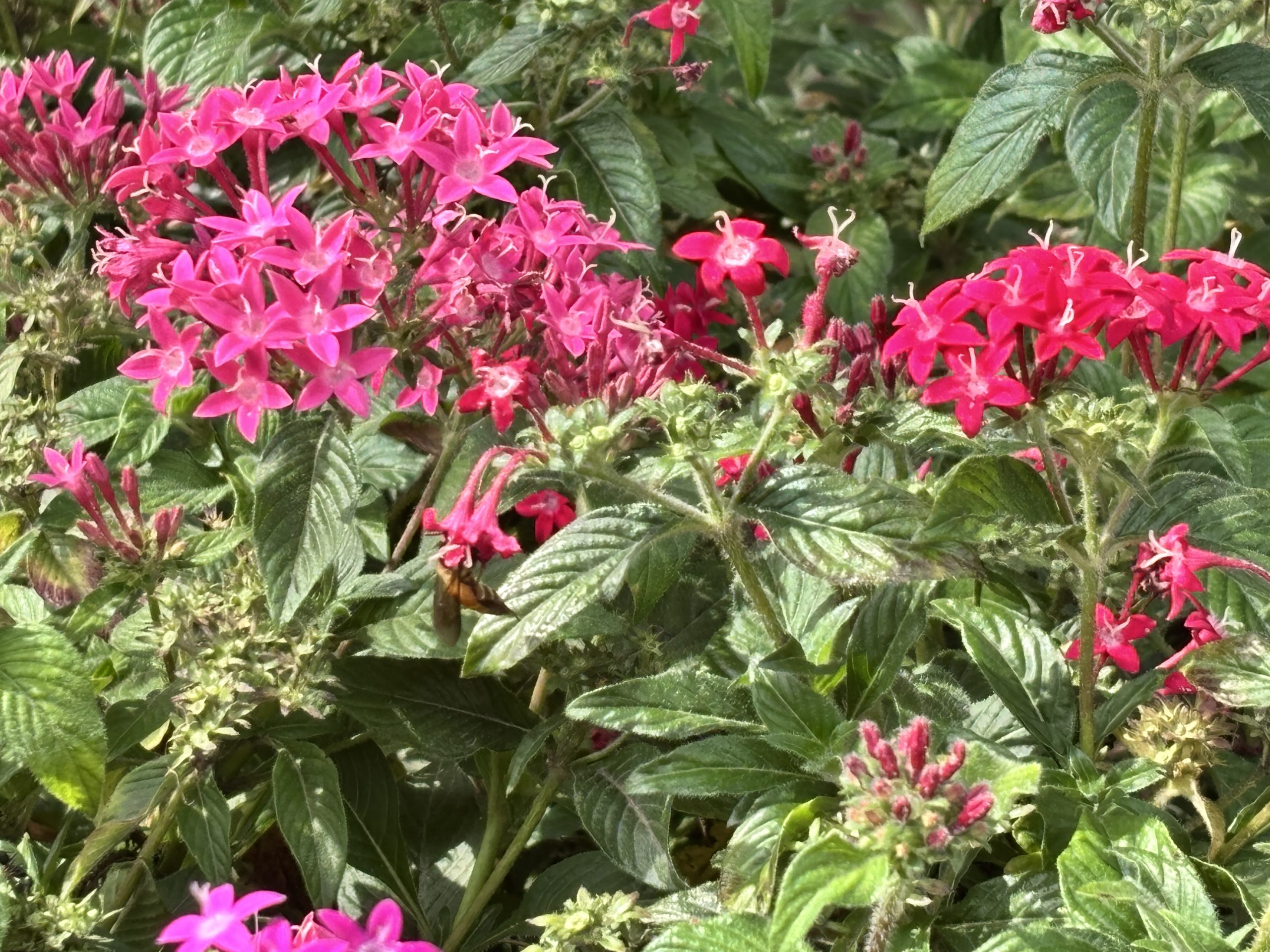 A Serene Walk Through Lalbagh Botanical Garden – Bengaluru’s Green Retreat