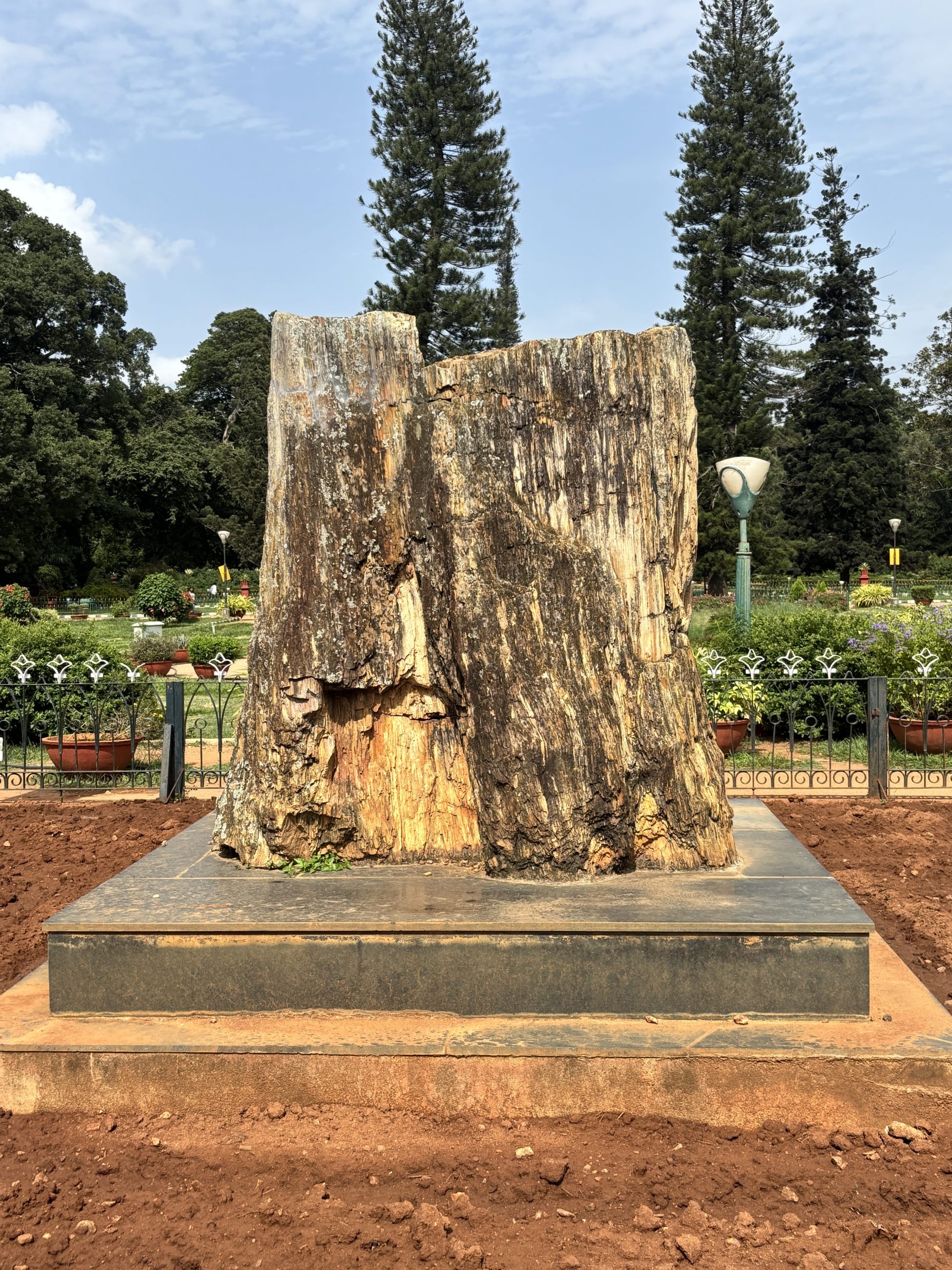 Fossilised Tree trunk